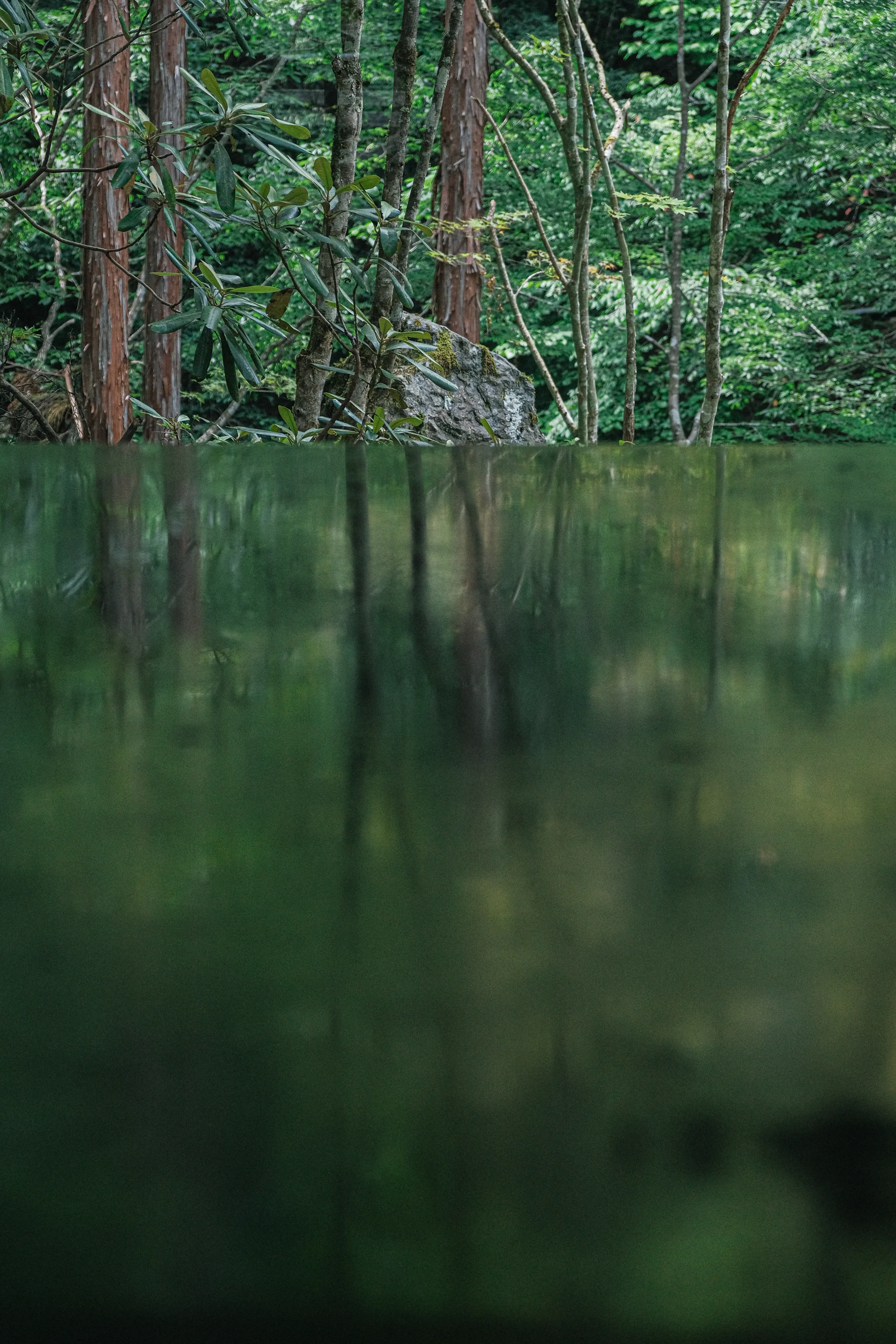 森の緑を映す清流