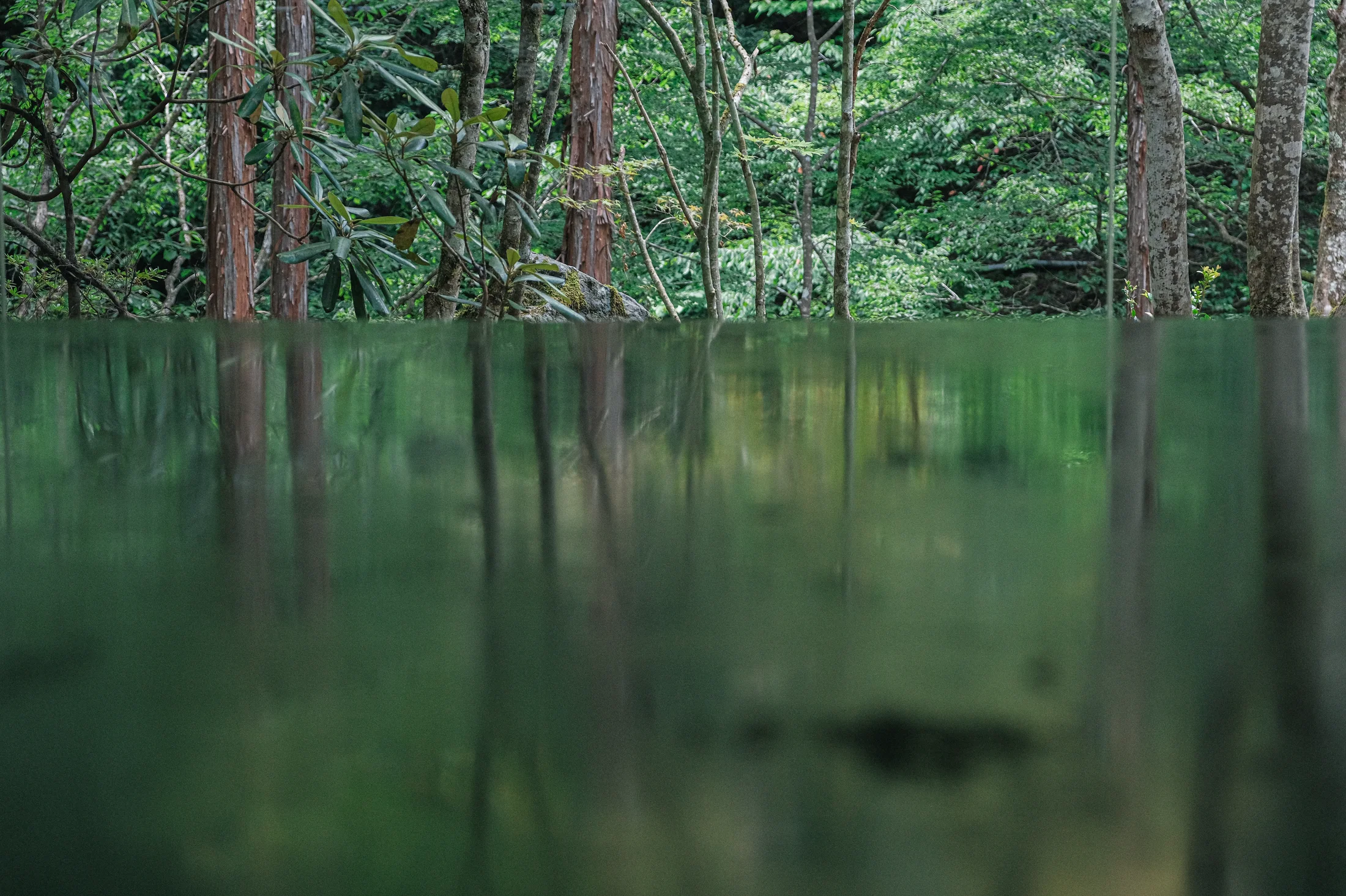 深い緑を映す静かな水面
